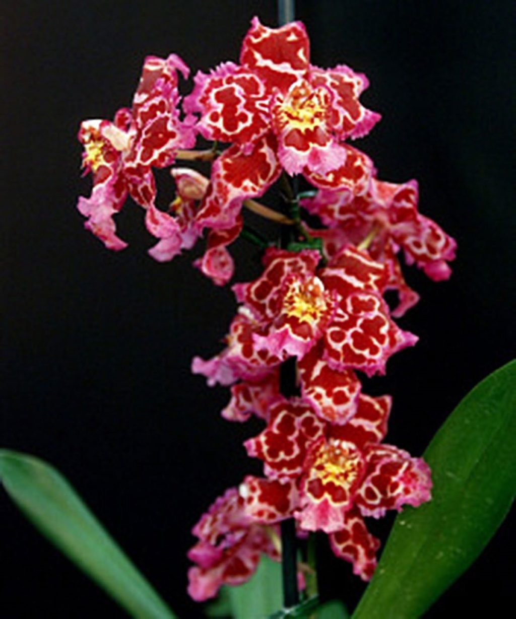 Growing Orchids in Perlite Perlite Institute