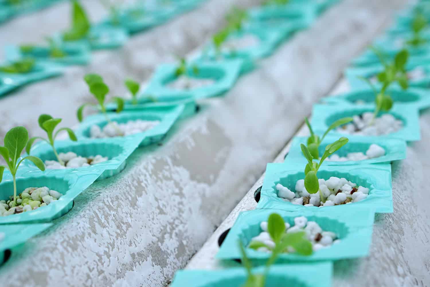 The Role of Perlite in Hydroponic Culture Perlite Institute