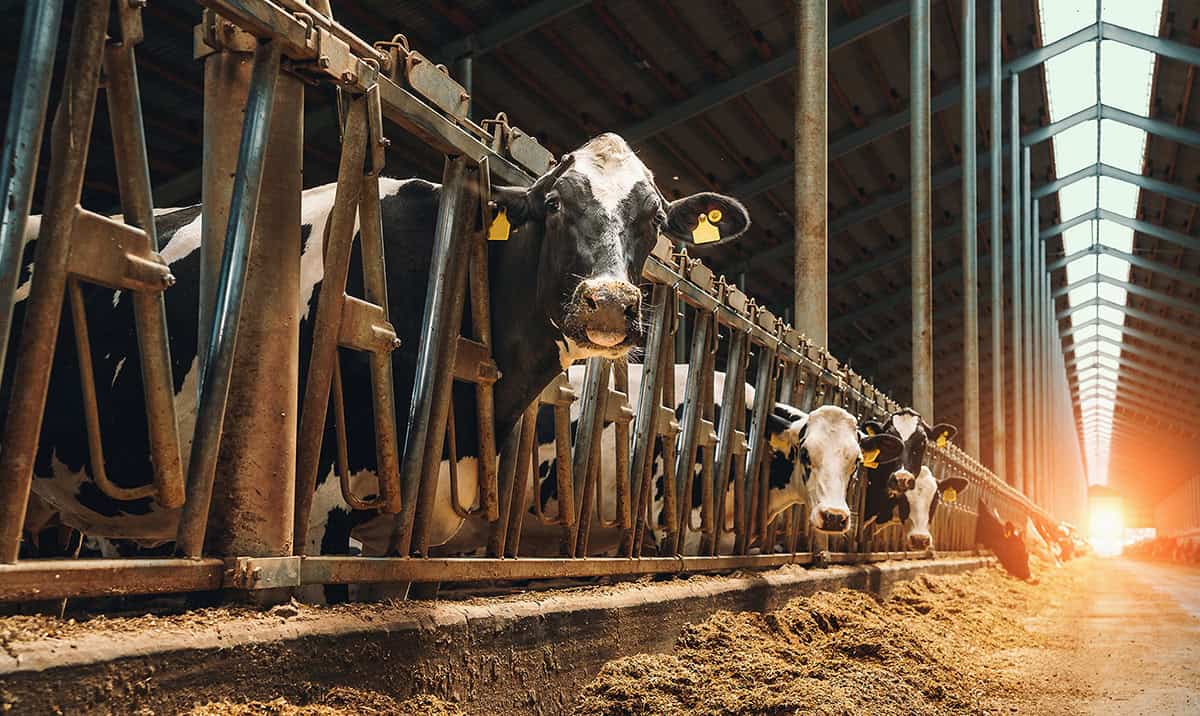 Expanded Perlite as Bedding Material for Dairy Cattle Perlite Institute