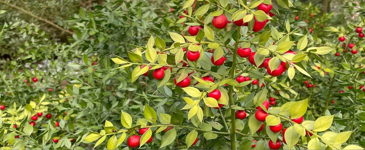 Controlling Ruscus Atrophy With Perlite - Perlite Institute